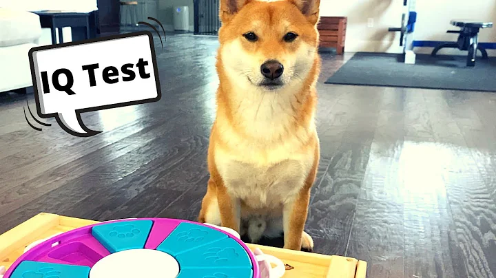Shiba Inu Intelligence Test [Intermediary Level] | Super Shiba