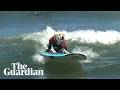 Surf's pup at the 2026 World Dog Surfing Championships