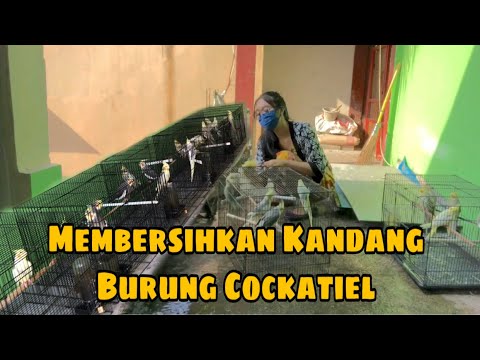 Video: Bagaimana Cara Memberi Kucing?