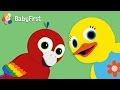 Youtube Thumbnail Parrot | Learn Animals and Animal Sounds | Tillie Knock Knock | BabyFirst TV