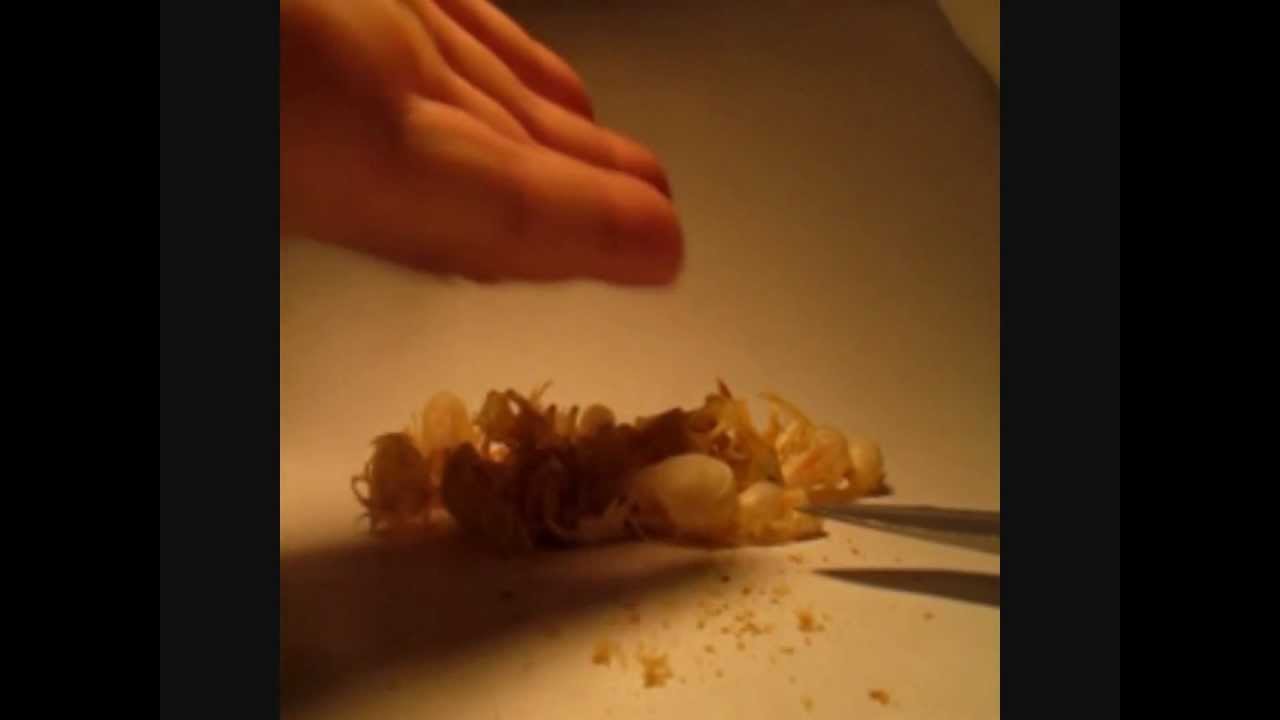 How To Cleans Skulls And How To Clean Bones YouTube how-to-cleans-skulls-and-how-to-clean-bones-youtube