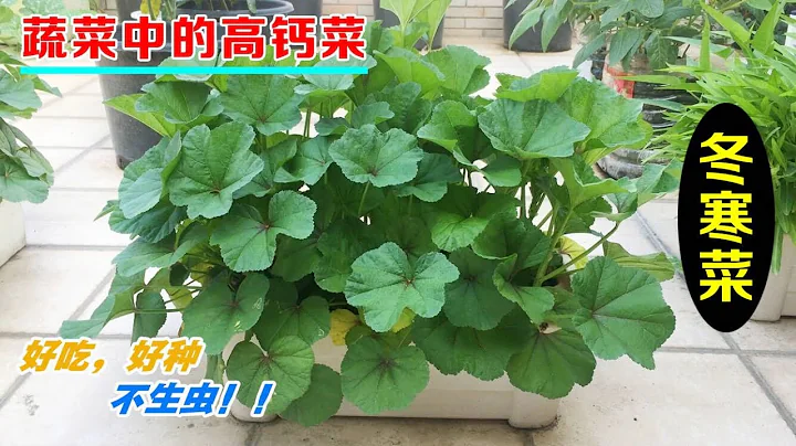 【秋季种菜——冬寒菜】这种蔬菜是真正的补钙菜，钙含量比牛奶还高，好吃又容易种植，关键还不招虫子|Grow curled mallow|在家自己种一盆，30天开始采收！ - 天天要闻