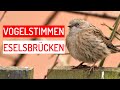 15 Eselsbrücken für Vogelstimmen | Merkhilfen für Vogelstimmen