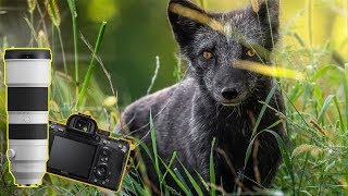 My 5 MOST USED Custom Functions for Sony - Birds & Wildlife