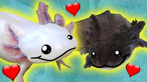 Welche Axolotl zusammen halten?