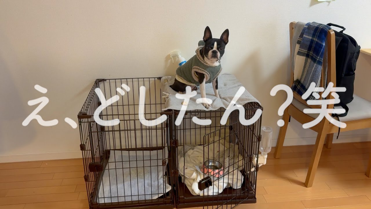ケージの上に自ら乗るも震えてしまうボストンテリア