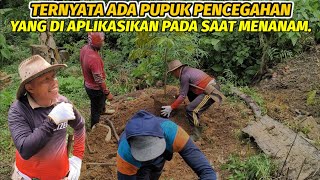 Download Lagu Menaklukkan Lahan Berbatu‼️Menanam bibit durian di lahan yang sulit. MP3