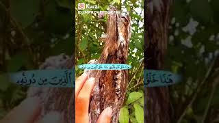 سبحان الله طائر يشبه شجرة