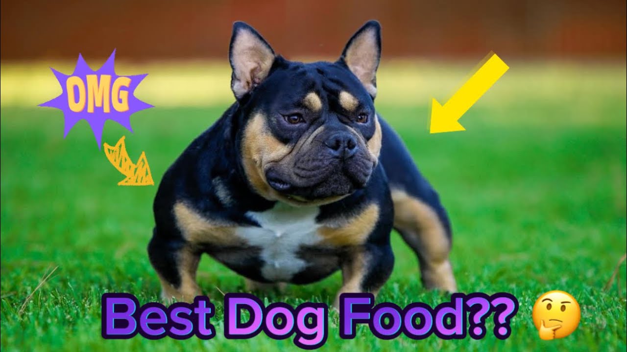 New Dog Food Alert‼️what should I feed my micro bullies??🤔