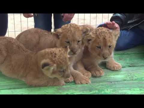 Gaza zookeeper puts lion cubs up for sale