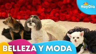 Perros desfilan con réplicas de vestidos de famosos en la Met Gala | Hoy Día | Telemundo