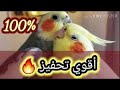 تغريد هائج لذكر كوكتيل لتحفيز الانثى على التزاوج والانتاج #2