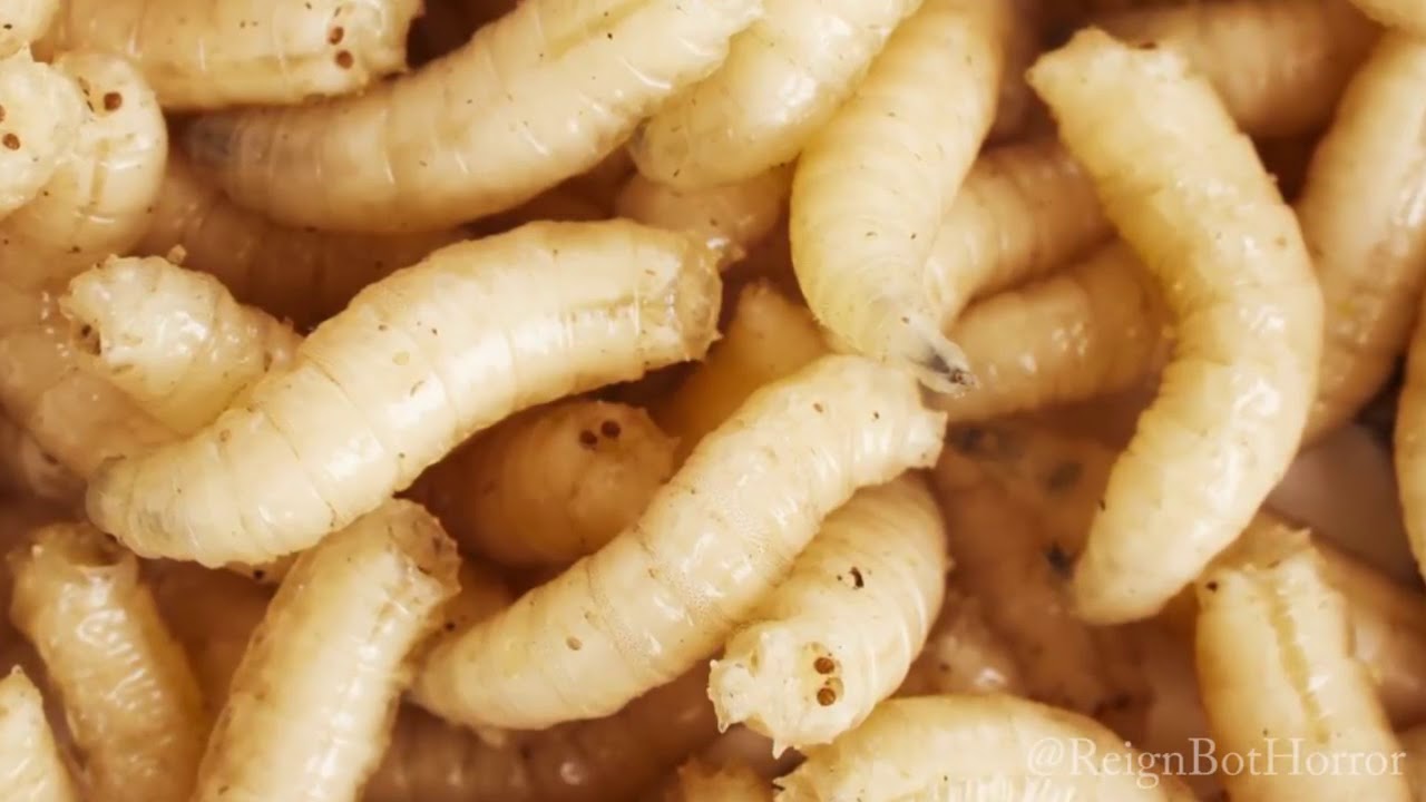 5 Disturbing Things You Shouldnt Google 7 YouTube 5 disturbing things you shouldnt google 7 youtube