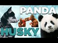 Husky Puppy Halo #11 - Husky Puppy vs. Panda (watermelon head cuteness)