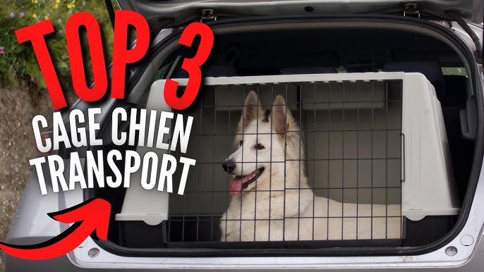 TOP 3 : Meilleure Caisse Transport Chien 2023 