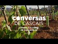 Conversas de Cascais | A Vinha e o Vinho de Carcavelos