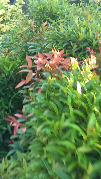 #beuatiful #plants