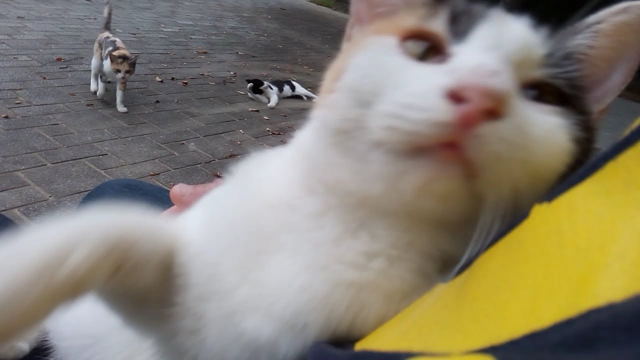 野良子猫を母猫の前で抱っこしてモフモフしたら Youtube