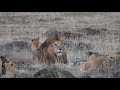 Male Lion with little cubs, Mara North, Kenya