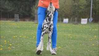 Dog Tricks by Dalmatian Yuma