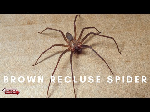 How To Identify The Infamous Brown Recluse Spider 😳