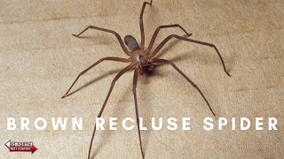 How To Identify The Infamous Brown Recluse Spider