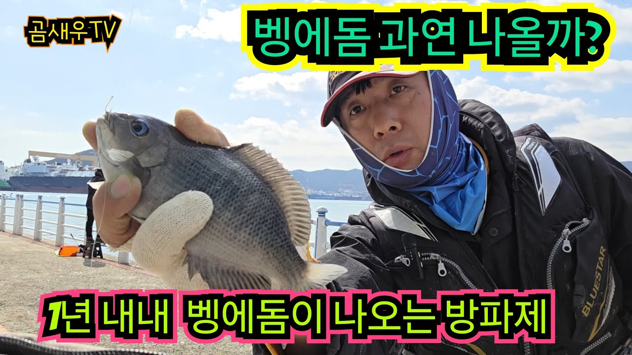 1년 내내 벵에돔이 나오는 곳 .벵에돔 탐사차 찾아간 곳 조황은? .거제도 팔랑포 방파제 진입부터 조과 까지 모든 정보 공개 . #곰새우tv #팔랑포방파제 #카멜레온찌 #리베로찌 