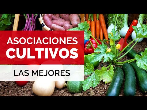 Video: Compatibilidad de vegetales. Compatibilidad de cultivos de hortalizas en la misma cama