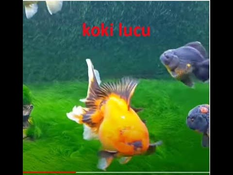 aquascape-sederhana,-hijau-diisi-ikan-koki.-#aquascape-#ikankoki-#natural