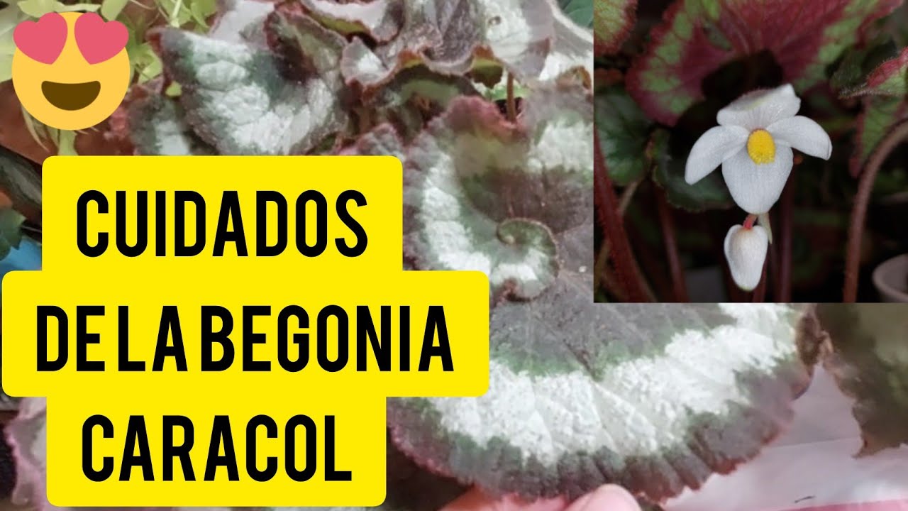 Begonia caracol y sus cuidados 🥰🤗 - thptnganamst.edu.vn