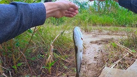 Đi cắm câu cá lóc sau nhiều ngày mưa to và cái kết ấm.