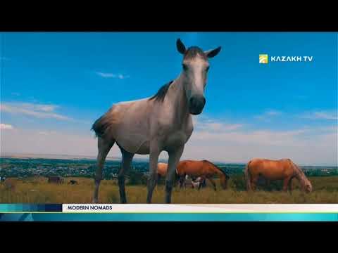 Video: Kazakh Horse Breed Hypoallergenic, Health And Life Span