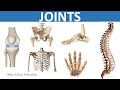 Understanding Joints in the Human Body