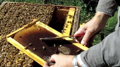 Beekeeping Demo