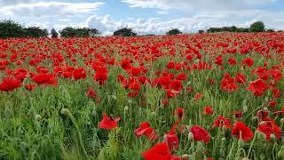 Flander field. beautiful red poppy fields. #4k UltraHD