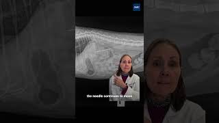 This Cat Swallowed a Sewing Needle!