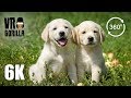 Labrador Retriever Puppies Playing - 6K 360 VR Video