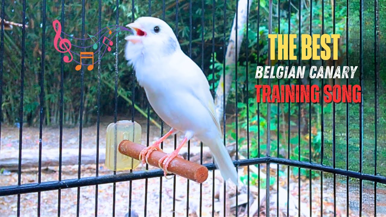 Canary Training - Your Canary Will Sing a Lot If He Hears This - YouTube