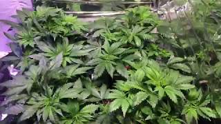 Green Crack and Girl Scout Cookies Grow Update 1 - end of veg