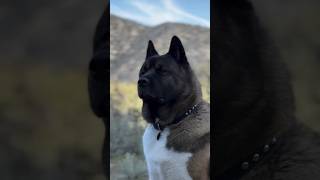 10 Fearless Dogs You Don’t Want to Mess With  | Part 1