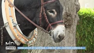 ANIMAUX & NATURE : Dans le LotetGaronne, l'âne est un 'ouvrier agricole'