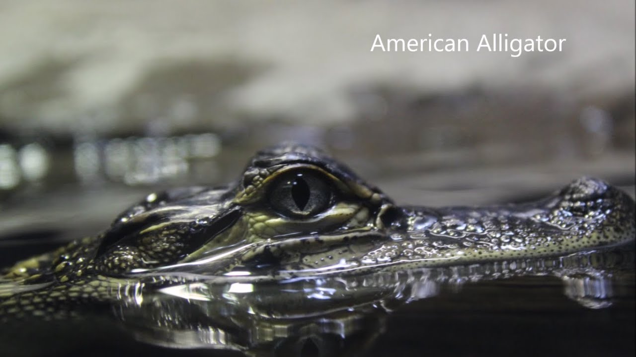 experience regina Reptiles at the Greensboro Science Center - Photos