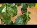 زراعة شجرة البن القهوة من البذور Growing Coffee Plant From Seed