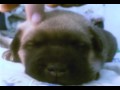 puppy fells asleep in 5 sec ! cute