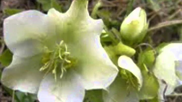 Co jsou umělé květiny výhodou?