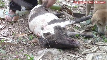 Yos Hav Zoov Tua nas Thiab Tua Npuas Teb Nyob Sab Naj Khaib 2020