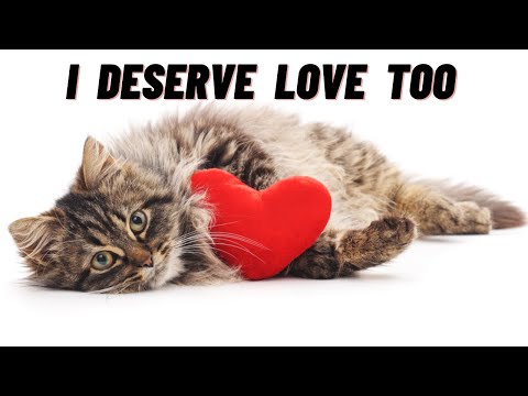 Vídeo: Por que meu gato Amo ponteiros laser?