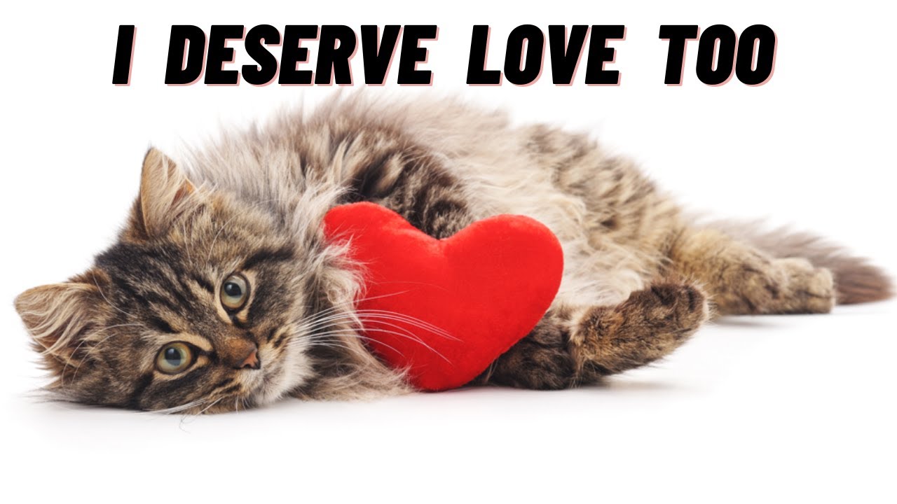 12 Ways To Tell Your Cat You Love Them In A Language They Understand YouTube
