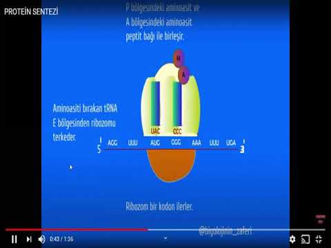 Video: A është ARN ribozomale një acid nukleik?