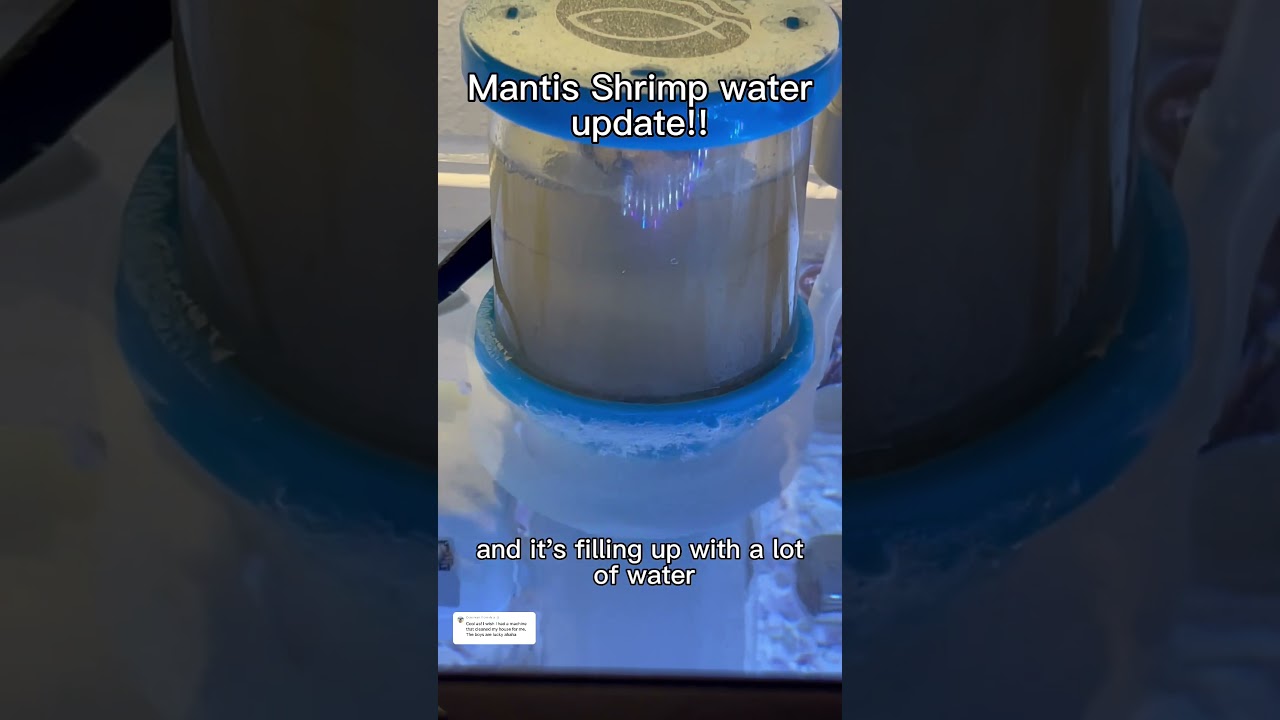 Update on my Mantis Shrimps water!!